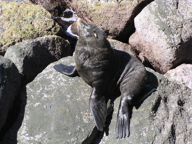 Hooker's sea lion - free image
