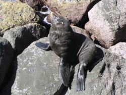 Hooker's sea lion