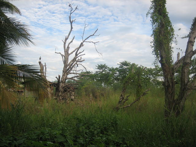 house in the jungle - free image