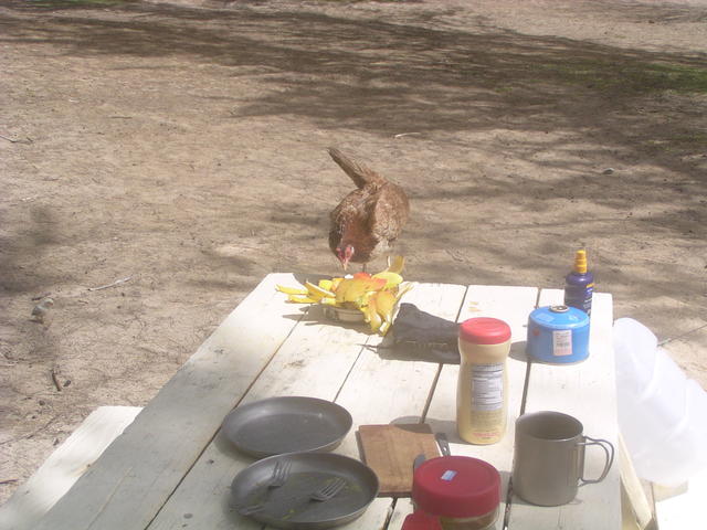 hungry and curious Hen - free image