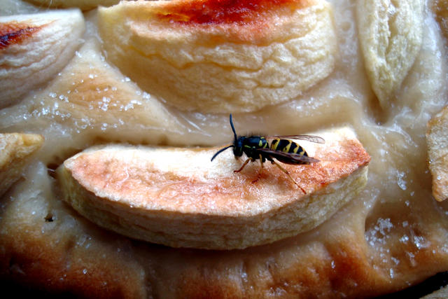 hungry bee - free image