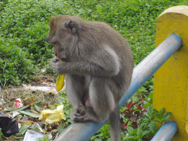 hungry monkey - free image