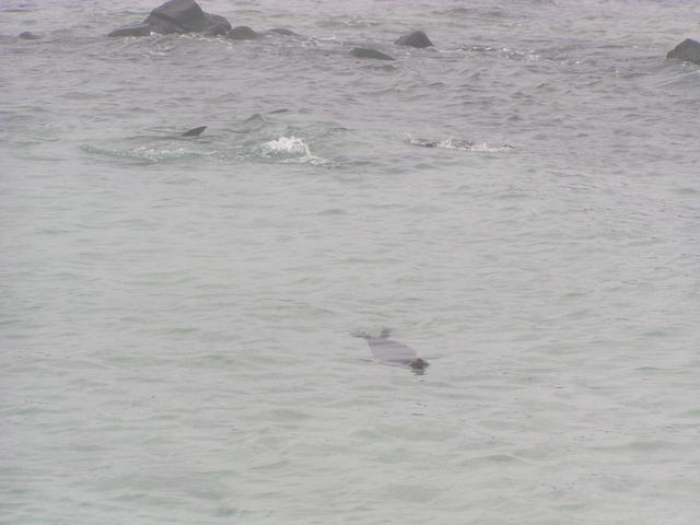 hungry Sea lion - free image