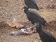 hungry vultures