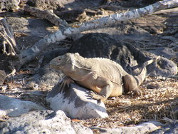 hungry wild iguanas