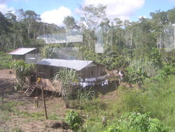 Hut in a forest