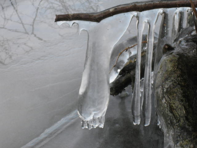 icicle - free image