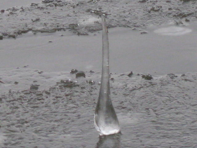 icicle - free image