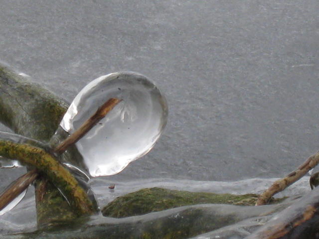 icicle on a bush - free image