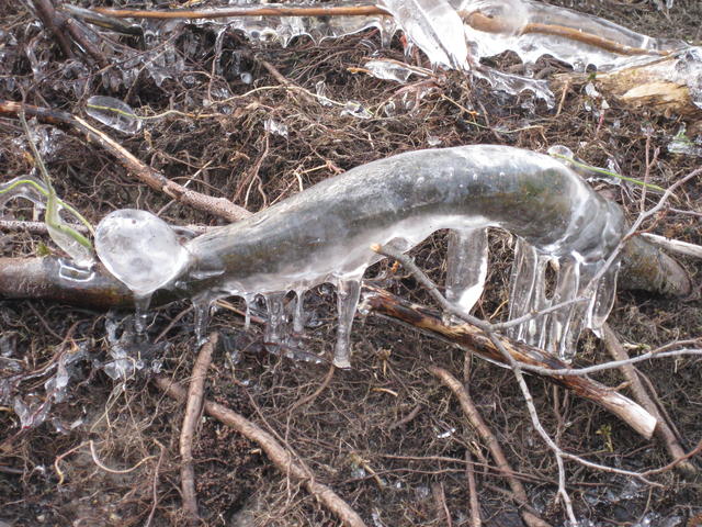 icicle on stem - free image