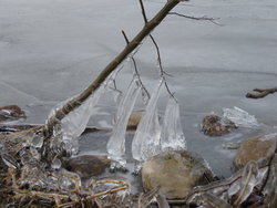 icicles