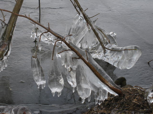 icicles - free image