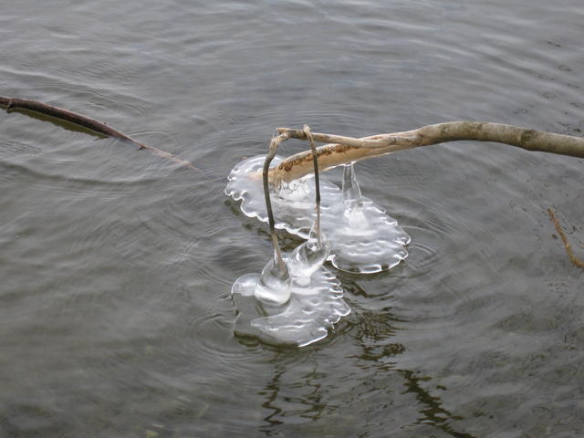 Icicles hang from a tree - free image