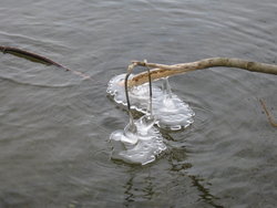 Icicles hang from a tree