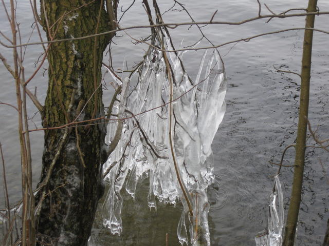 icicles on tree branches - free image