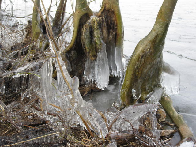 icicles on tree roots - free image