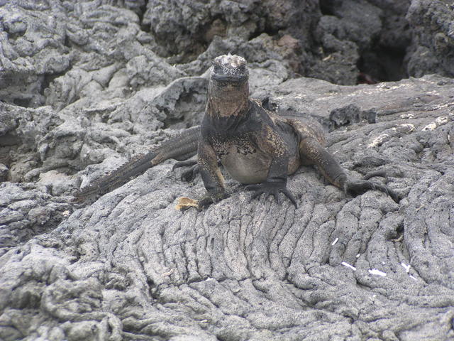 Iguana - free image