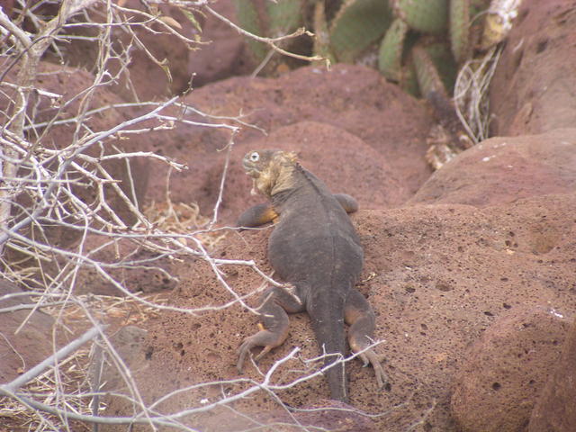 Iguana - free image