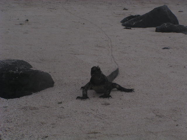 Iguana - free image