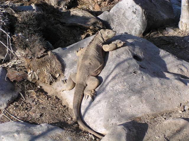 iguana - free image