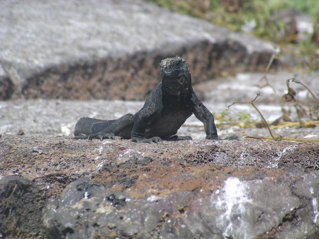 Iguana - free image