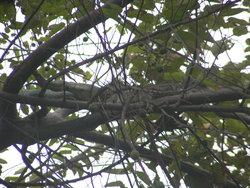 Iguana hiding in tree