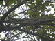 Iguana hiding in tree