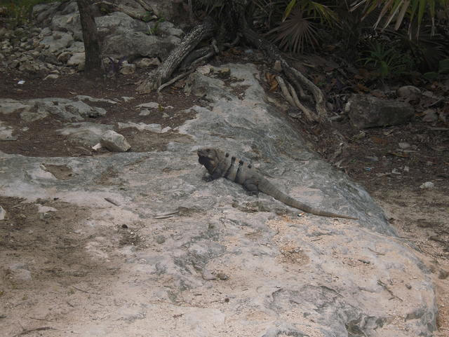iguana on a rock bed - free image