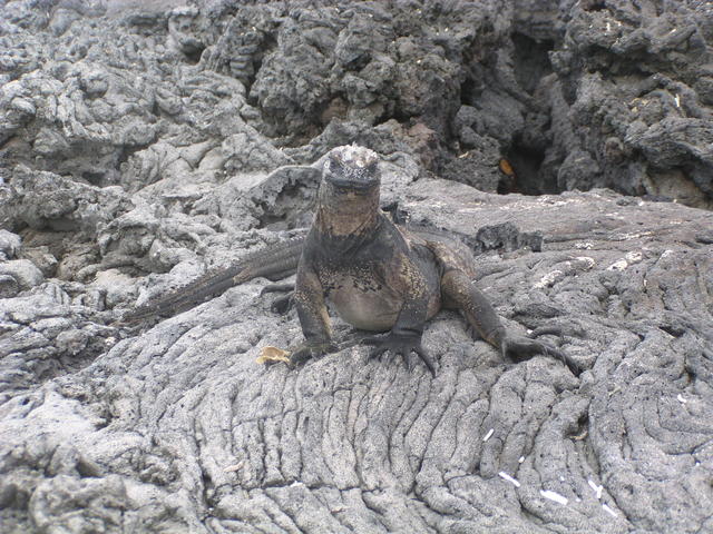 iguana on move - free image