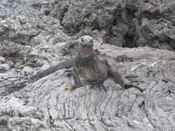 iguana on move