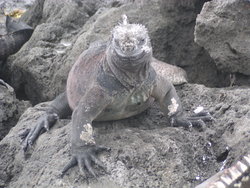 iguana on rocks
