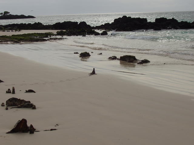 iguana on the beach - free image