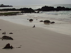 iguana on the beach