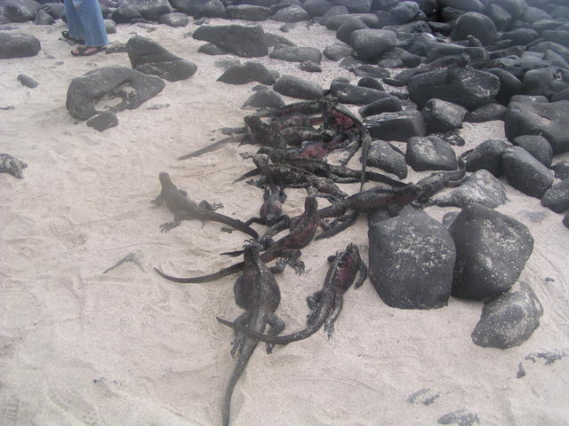 Iguana´s meeting - free image