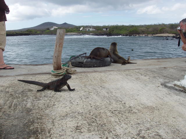 Iguana star - free image