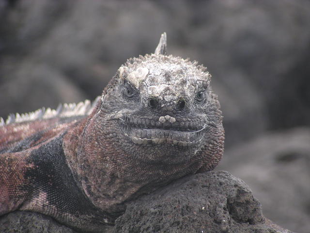 iguana watching you - free image
