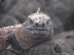 iguana watching you