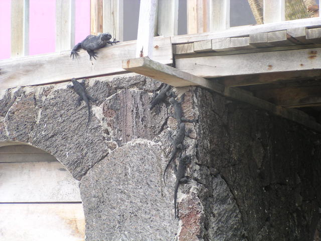 iguanas climbing a wall - free image