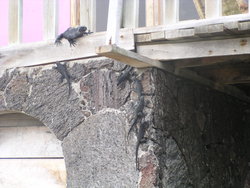 iguanas climbing a wall