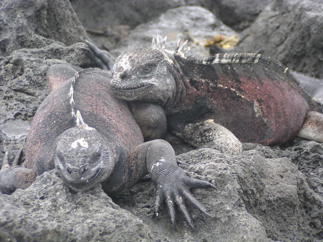 Iguanas cuddling - free image