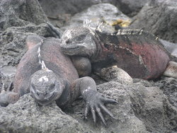 Iguanas cuddling