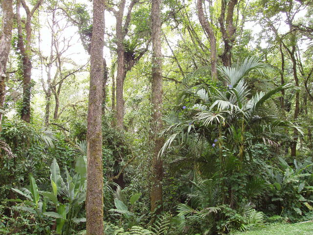 In the middle of the jungle - free image