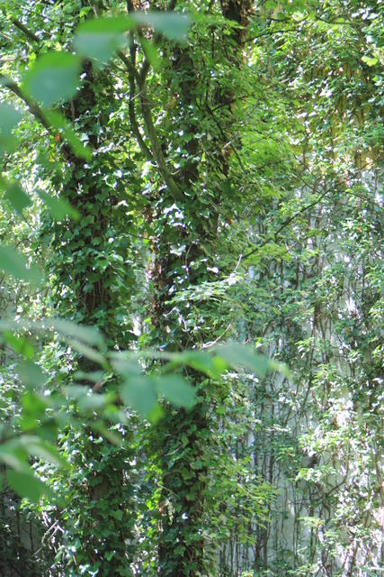 Inside the Jungle - free image