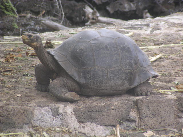 Intermediate Giant Tortoise - free image
