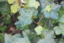 ivory leaves