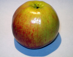 Juicy apple