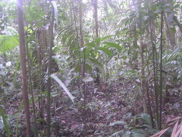 jungle - free image