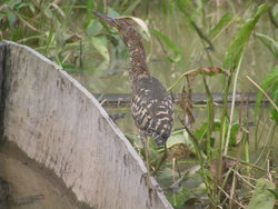 jungle bird