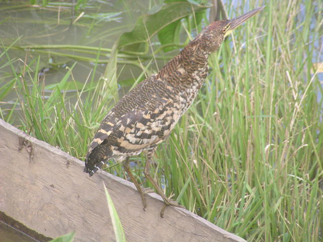 Jungle bird standing - free image