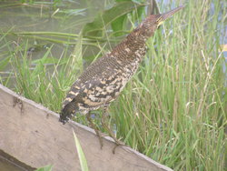 Jungle bird standing